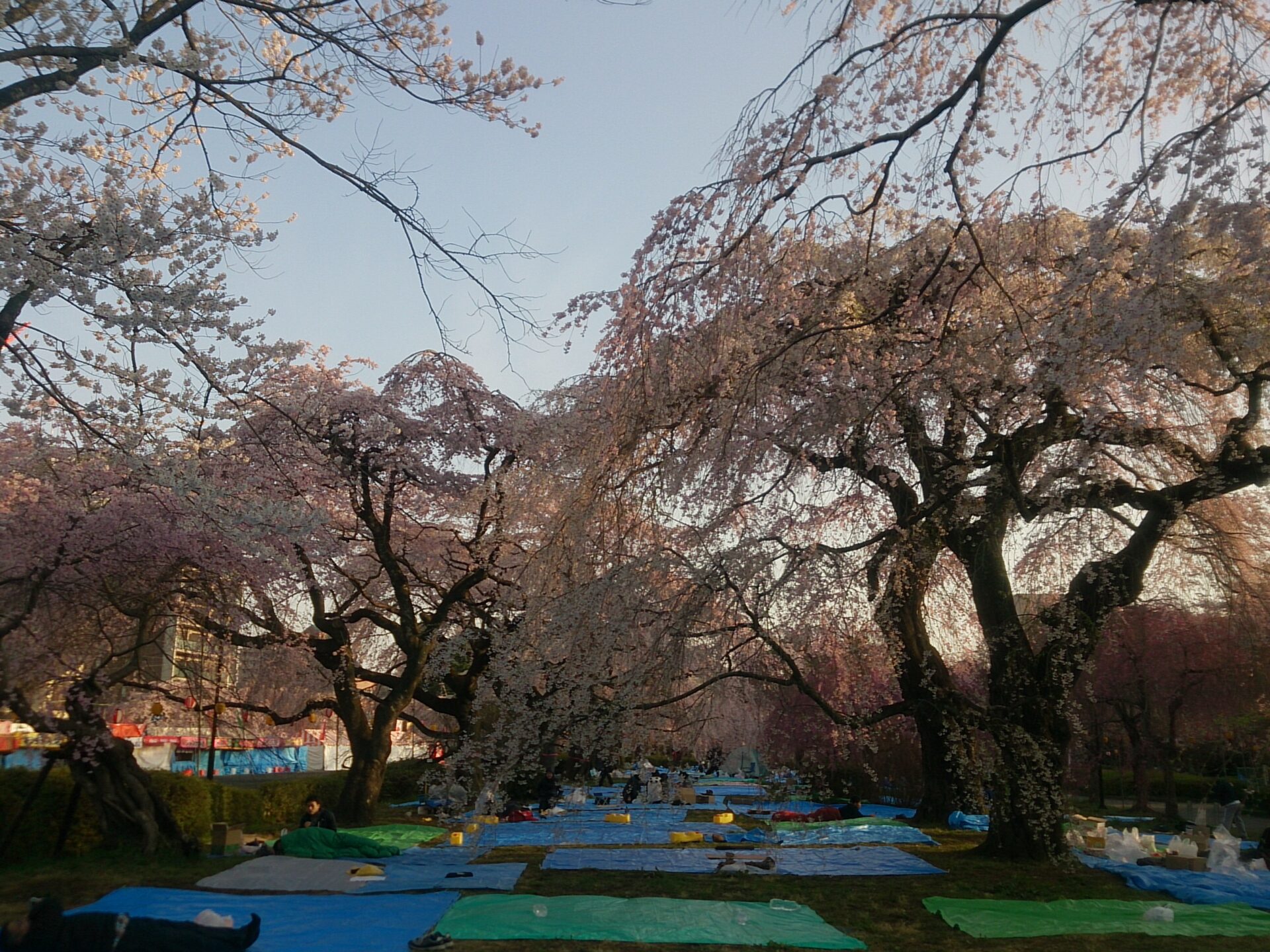 榴岡公園 お花見の人気スポットで空一面の桜を眺めながらジョギング Special Life